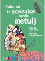 KAKO SE IZ GOSENICE RAZVIJE METULJ